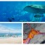 Plongée aux Philippines : Top 7 des meilleurs spots de l’archipel !
