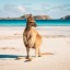 Quand se baigner à Kangaroo Island ?