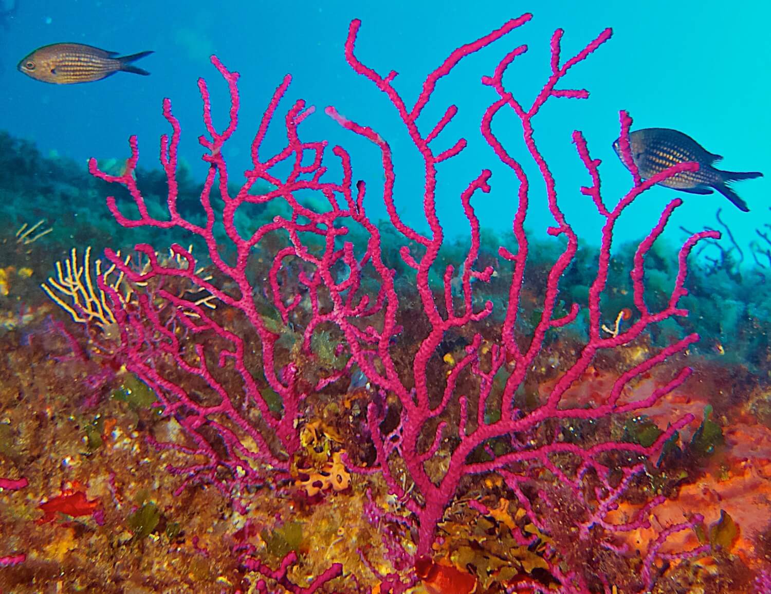 Gorgone rouge, plonger à Zanzibar