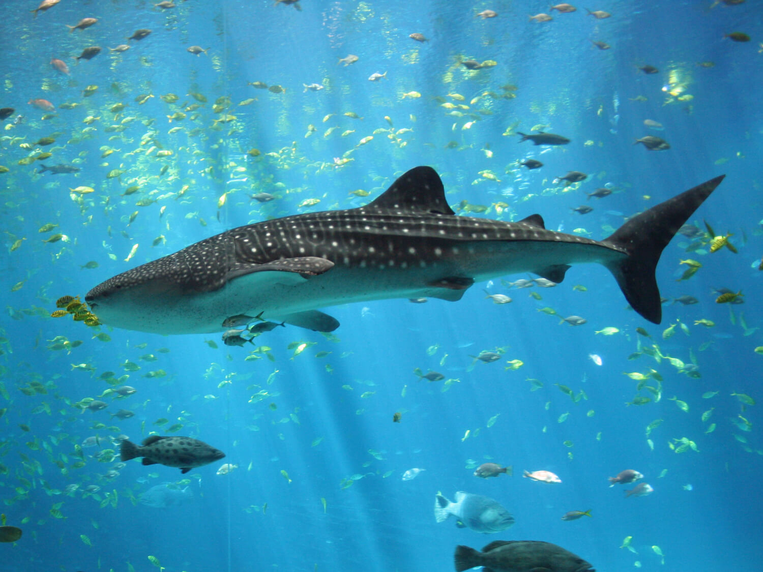 whale shark tour zanzibar