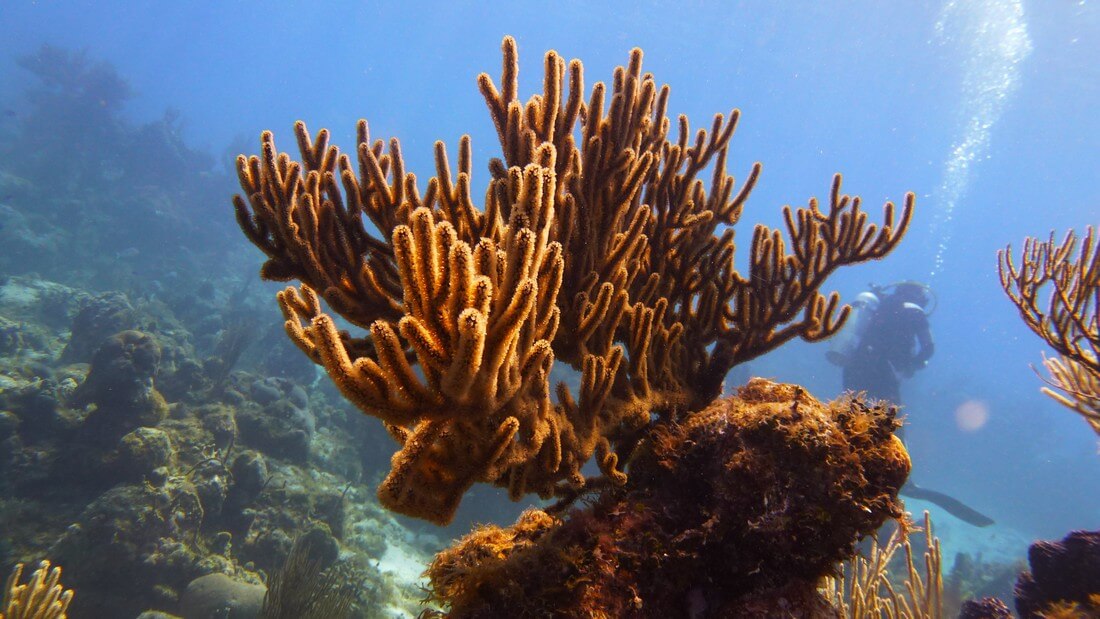 coraux maria la gorda plongée à cuba
