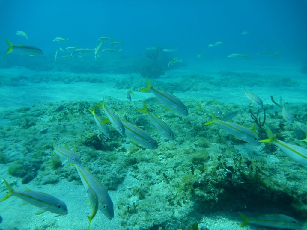 corail poissons plongée à cuba