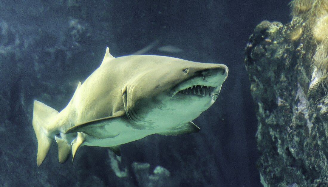 requin taureau plongée à cuba