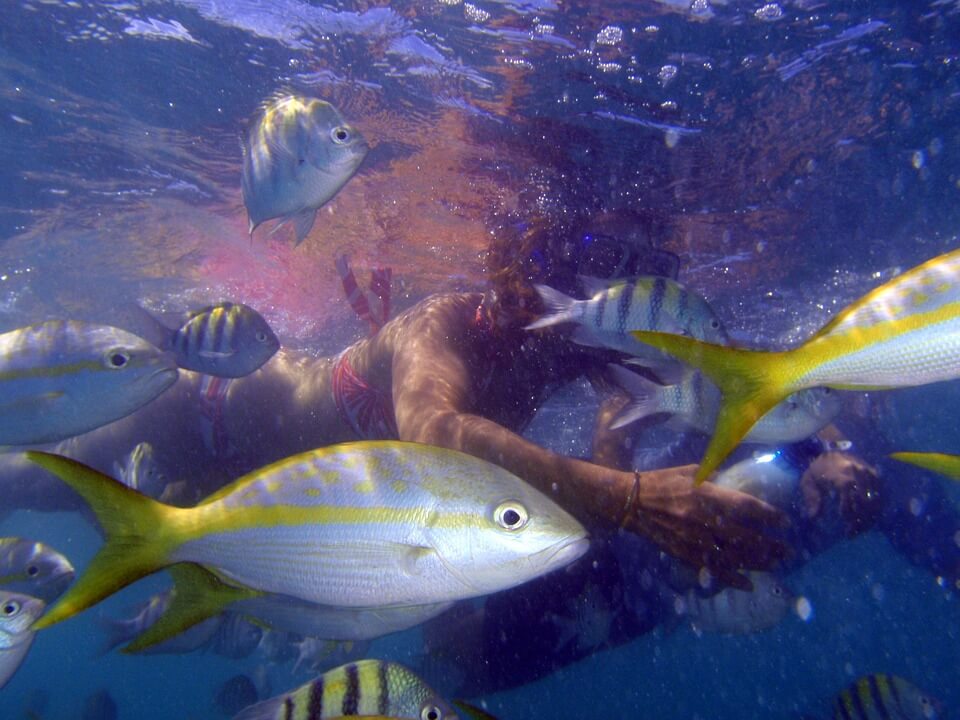 snorkeling a cuba femme poissons