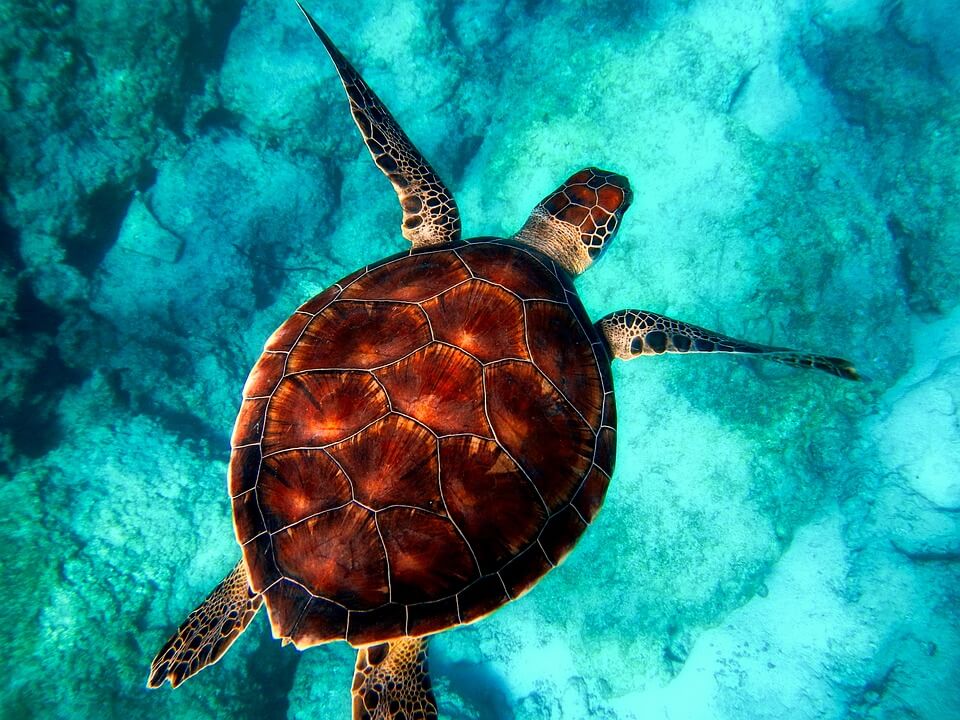 tortue cuba plongée à cuba