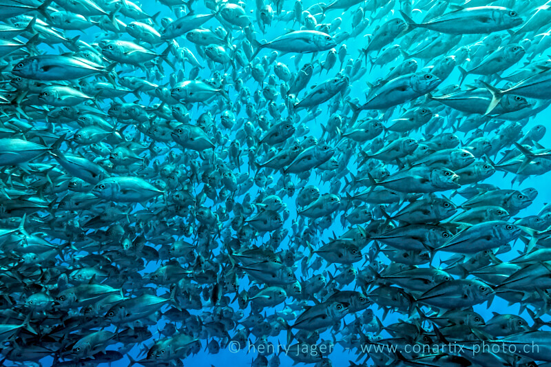 jack fish carang plongée aux philippines