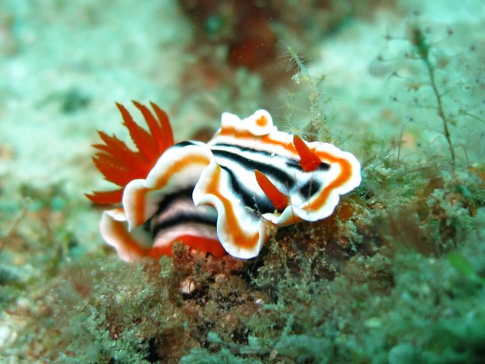 nudibranches plongée aux philippines