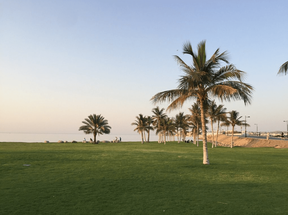 plus belles plages d'oman palmier espace vert
