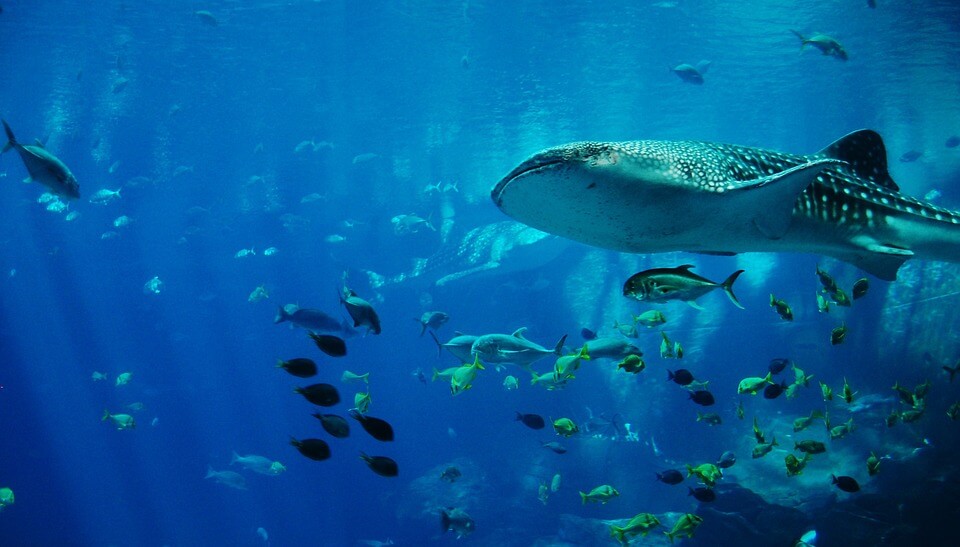 requin baleine plongée aux philippines