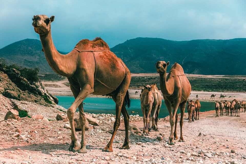 plus belles plages d'oman salalah chameaux mer