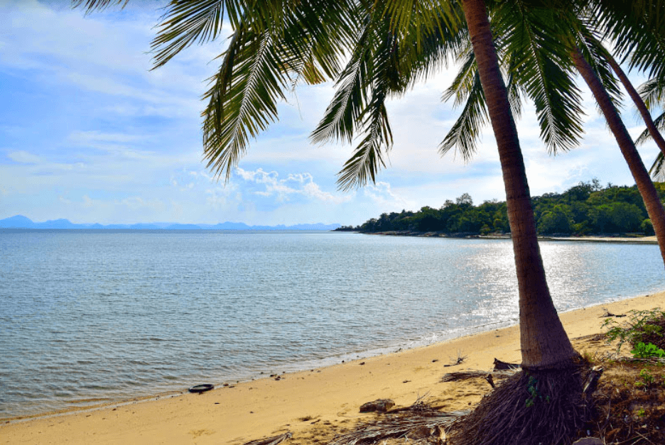 palmier sable doré plage de laem yai plages de koh samui