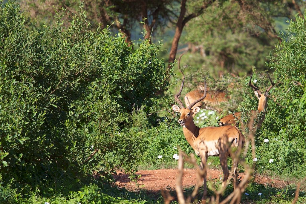 Le Kenya plage est un attrait touristique moins connu que le Kenya des safaris.