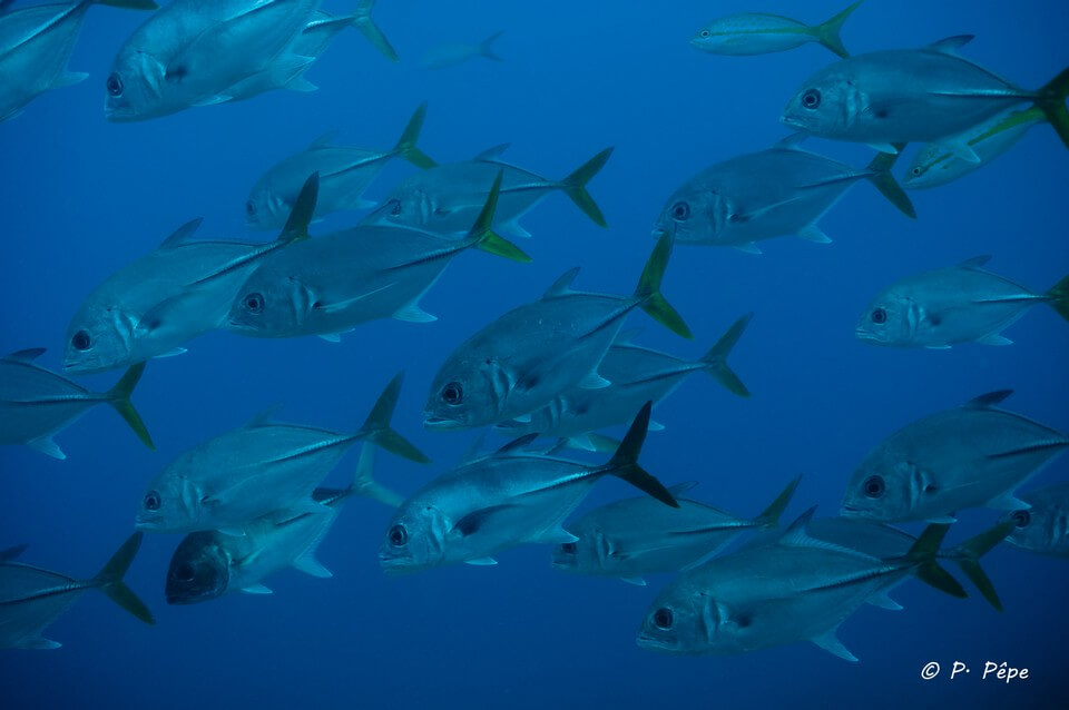 bancs de poissons carangues plongée en Guadeloupe