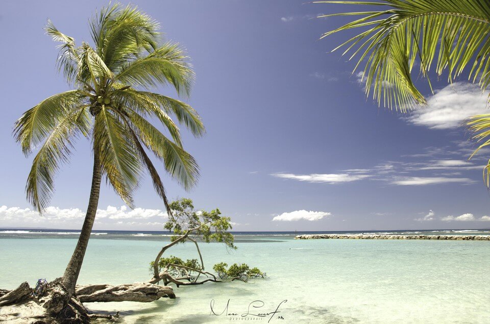 cocotier plage sable blanc plongée en Guadeloupe