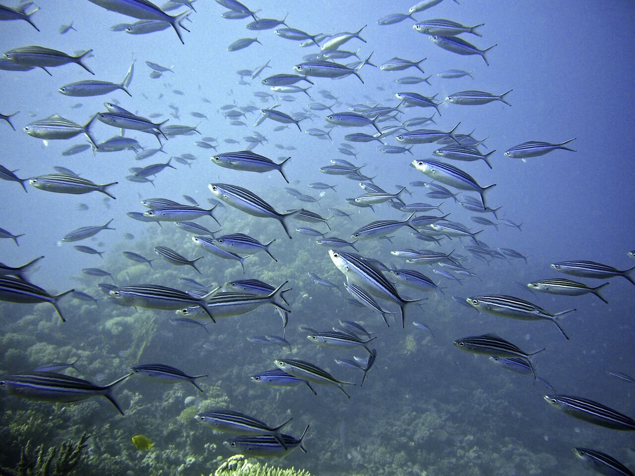 banc de poisson plongée en sardaigne