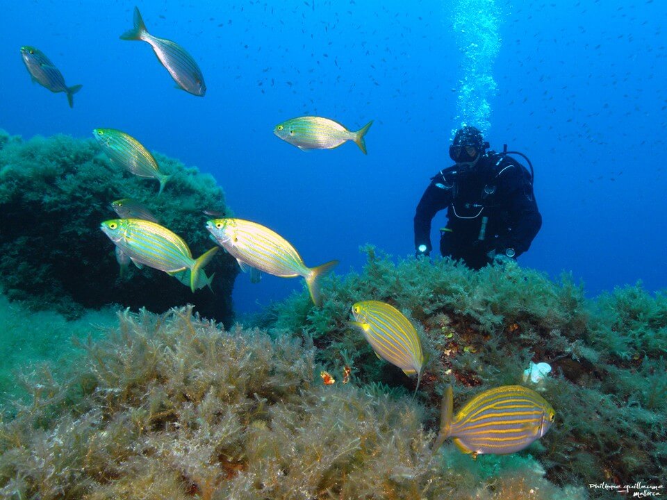 homme plongée poissons plongée à Majorque 