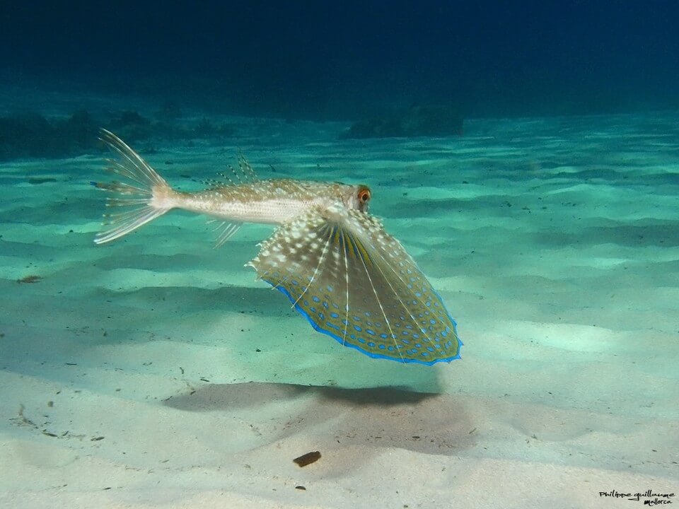 poisson fond marin plongée à Majorque 