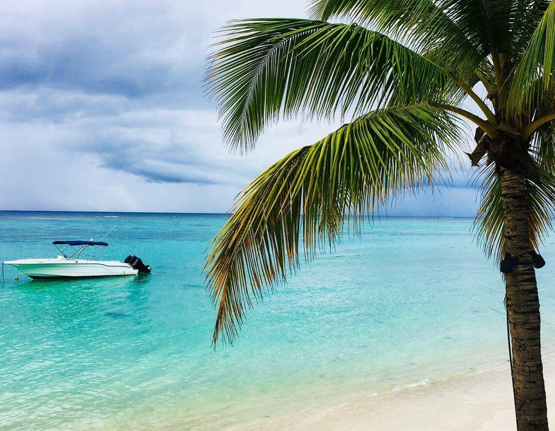 cocotier plage de Trou aux Biches île Maurice