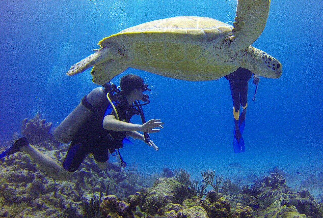 tortue de mer plongee