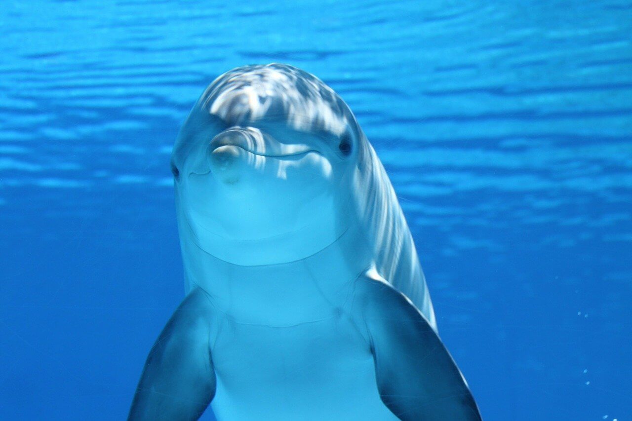 dauphin plongée à l'île Maurice