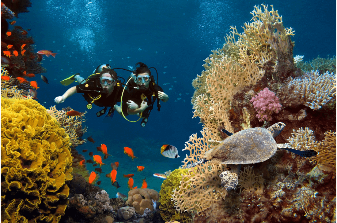 couple tortue plongée sous marine punta cana
