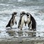 Quand se baigner à Punta Arenas : température de la mer mois par mois